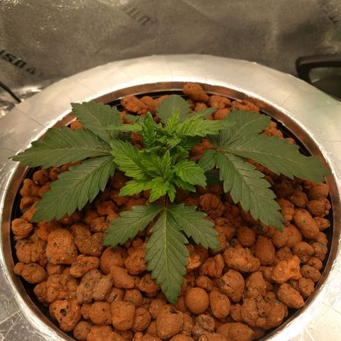 White Widow growlog photo: Looking very healthy