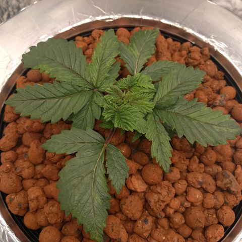 White Widow growlog photo: Looking good