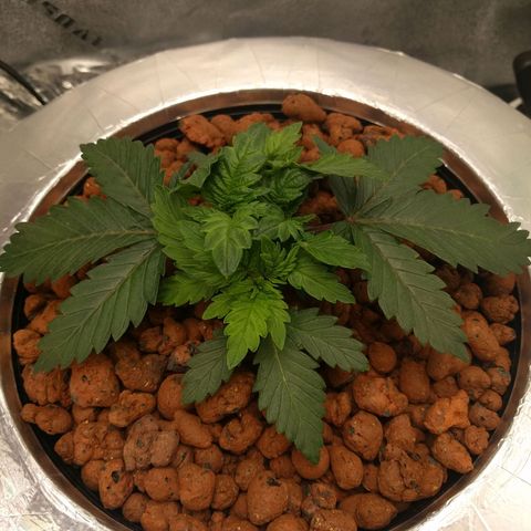 White Widow growlog photo: Looking good