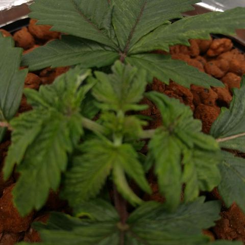 White Widow growlog timeline photo