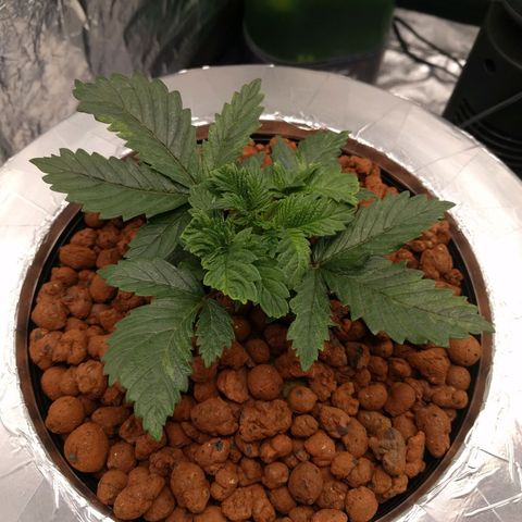 White Widow growlog photo: Looking good recovering really well after fiming