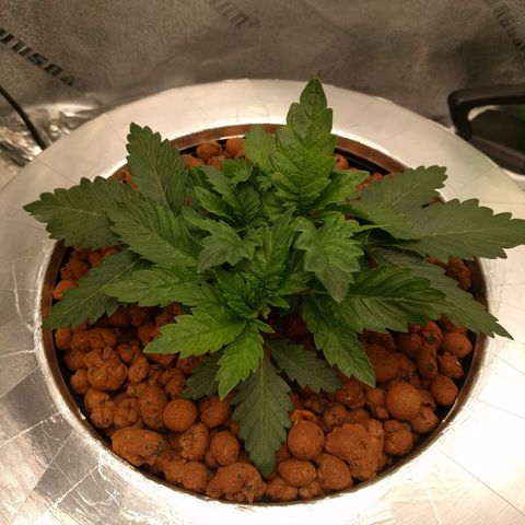 White Widow growlog photo: Looking good recovering really well after fiming