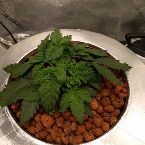 White Widow growlog photo: Getting bushy 