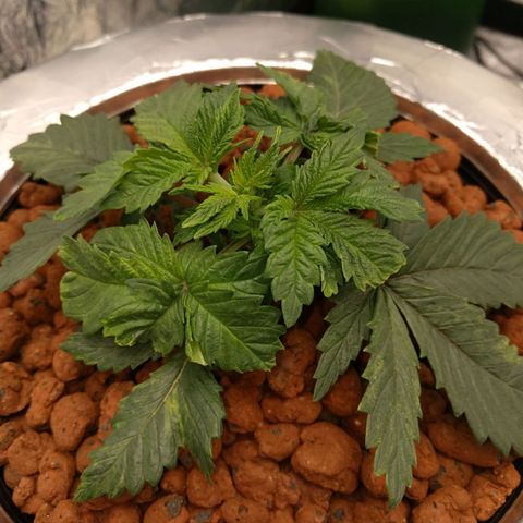 White Widow growlog photo: Getting bushy 