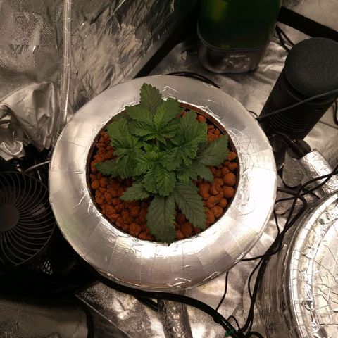 White Widow growlog photo: Looking good