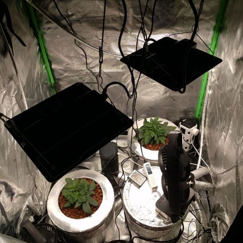 White Widow growlog photo: Looking good