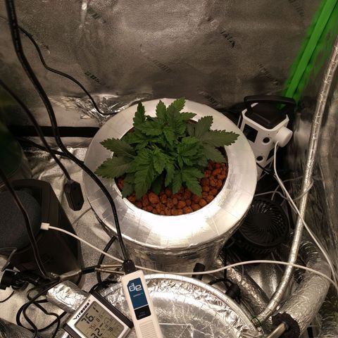 White Widow growlog photo: Looking good
