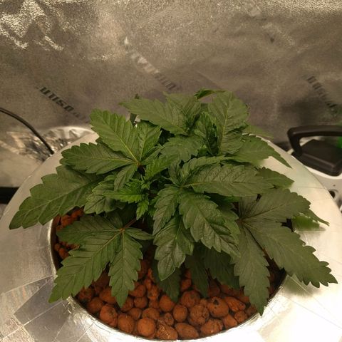 White Widow growlog photo: Looking very good nice and healthy