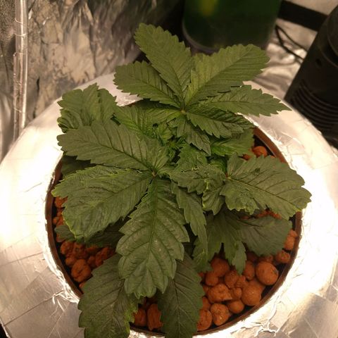White Widow growlog photo: Looking very good nice and healthy