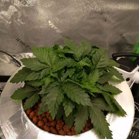 White Widow growlog photo: Started showing signs of cal mag defecincy. Hopefully they bounce back bought them cal mag +. Added photo synthesis netrients .