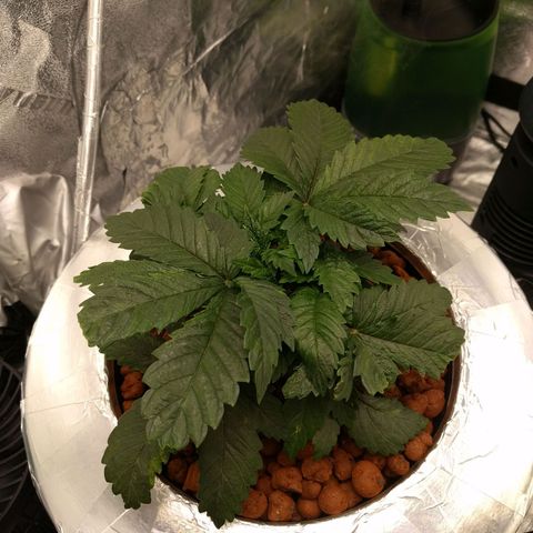 White Widow growlog photo: Started showing signs of cal mag defecincy. Hopefully they bounce back bought them cal mag +. Added photo synthesis netrients .