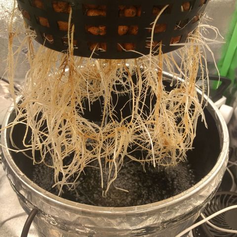 White Widow growlog photo: Nice & healthy