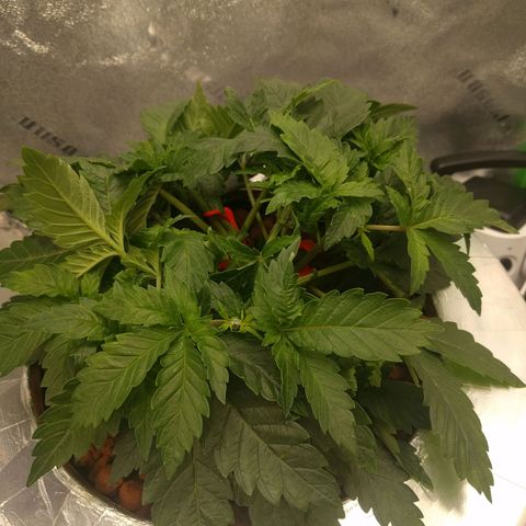 White Widow growlog photo: Nice & healthy