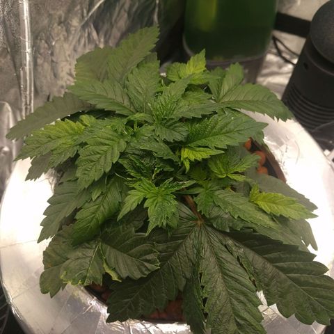 White Widow growlog photo: Nice and healthy. Still have sign brown rust spots