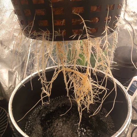 White Widow growlog photo: Nice and healthy. Still have sign brown rust spots