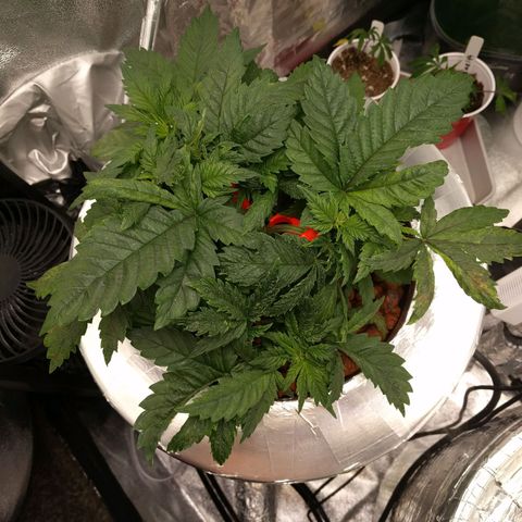 White Widow growlog photo: Low stress trained older plant . 