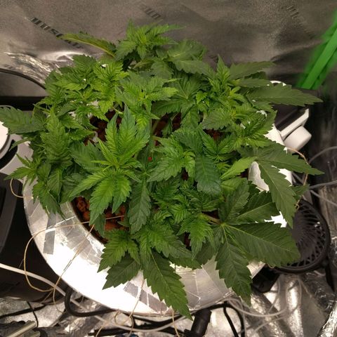 White Widow growlog photo: Low stress trained older plant . 