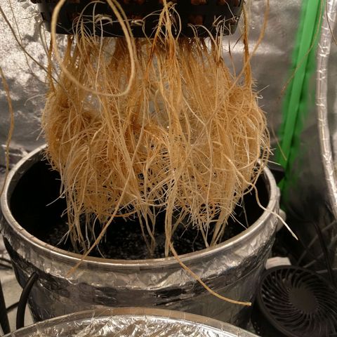 White Widow growlog photo: Healthy