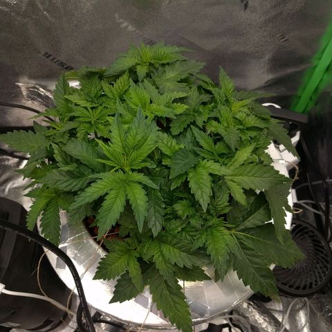 White Widow growlog photo: Healthy