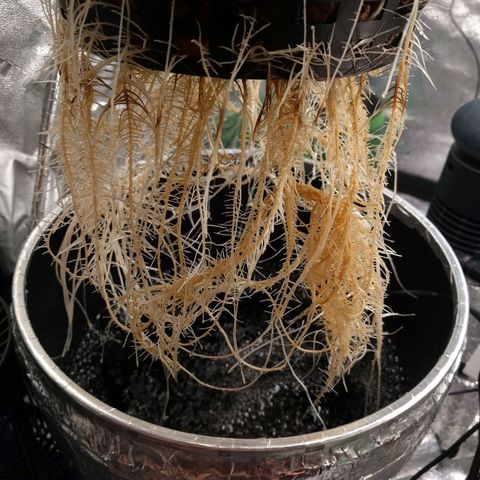 White Widow growlog photo: Healthy