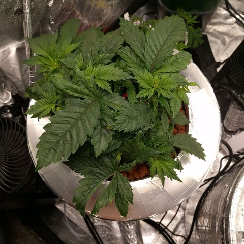 White Widow growlog photo: Healthy