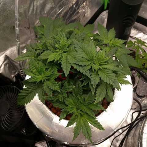 White Widow growlog timeline photo