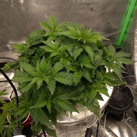 White Widow growlog photo: Small feeding 