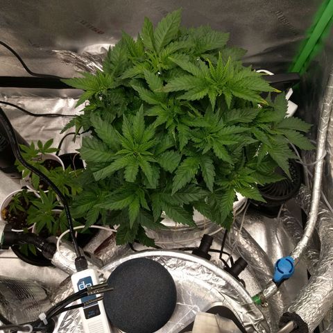 White Widow growlog photo: Looking good