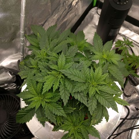White Widow growlog photo: Looking good