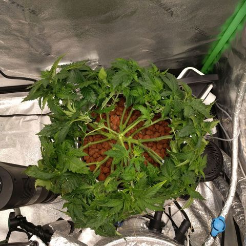 White Widow growlog photo: Trained