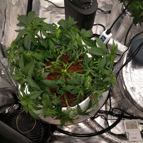 White Widow growlog photo: Trained