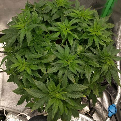 White Widow growlog photo: Starting to come back next burn