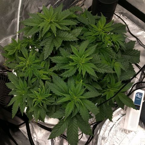 White Widow growlog timeline photo