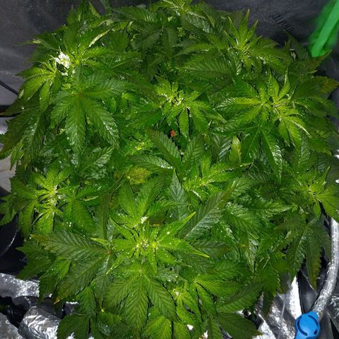 White Widow growlog photo: Looking good