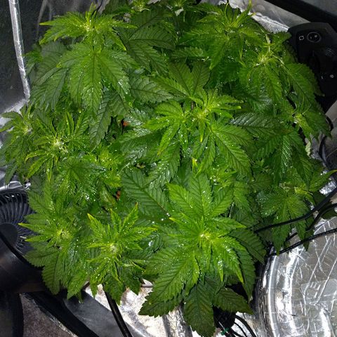 White Widow growlog timeline photo