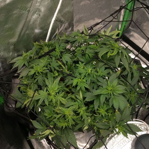 White Widow growlog photo: Looking good