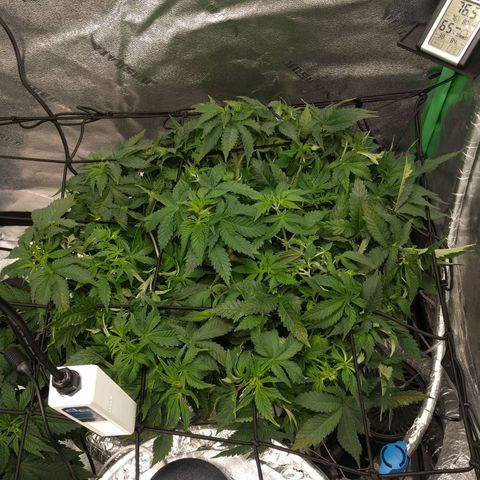 White Widow growlog photo: Looking good