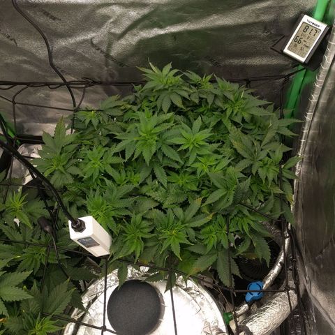 White Widow growlog photo: Looking good