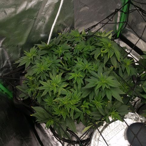 White Widow growlog photo: Looking good