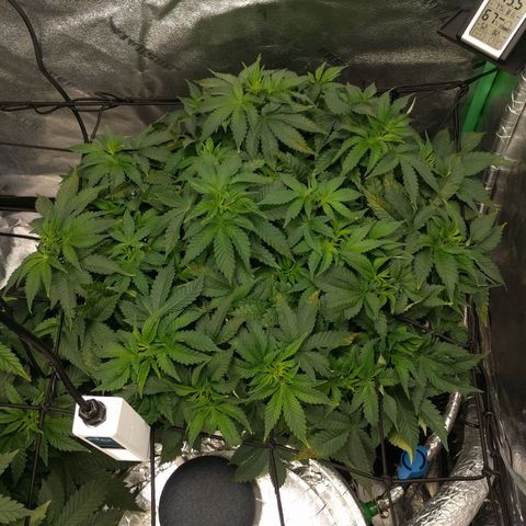 White Widow growlog photo: Bouncing back from cal mag defecincy