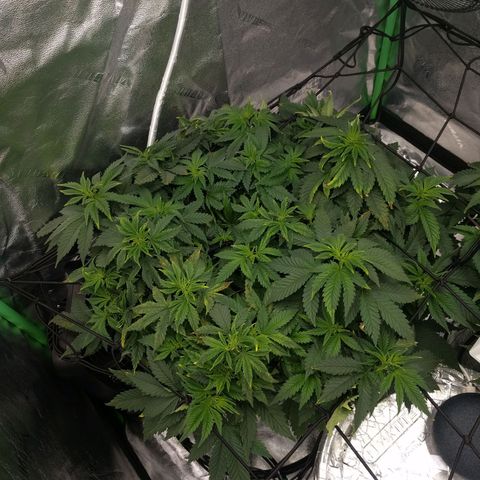 White Widow growlog photo: Bouncing back from cal mag defecincy