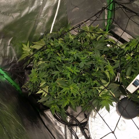 White Widow growlog photo: Looking great