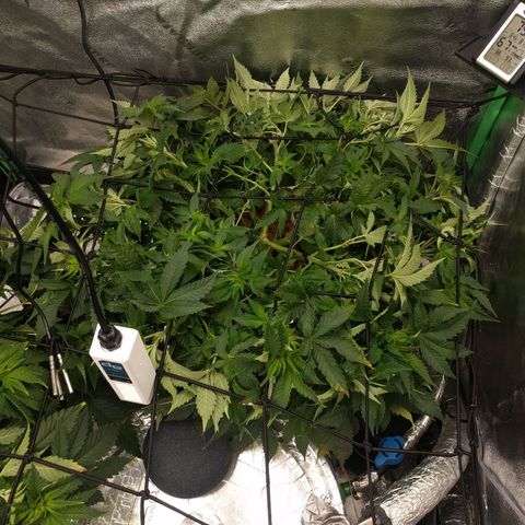 White Widow growlog photo: Looking great