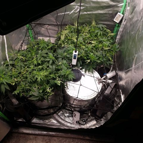 White Widow growlog timeline photo