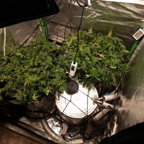 White Widow growlog timeline photo