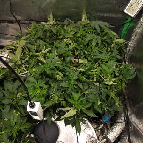 White Widow growlog timeline photo