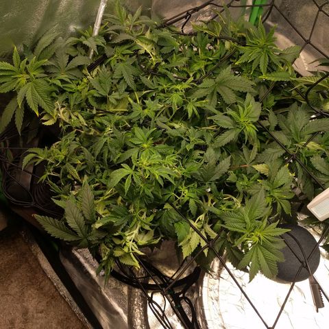 White Widow growlog timeline photo