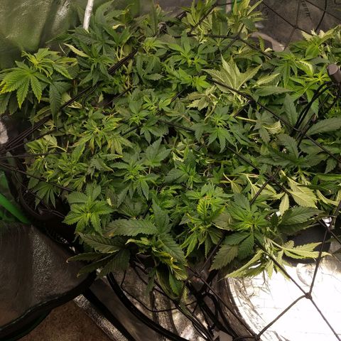 White Widow growlog timeline photo