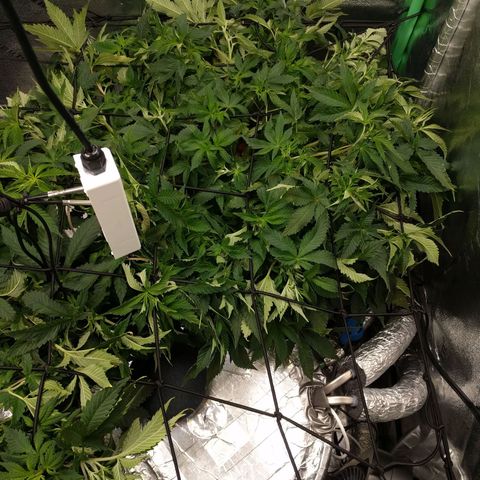 White Widow growlog timeline photo