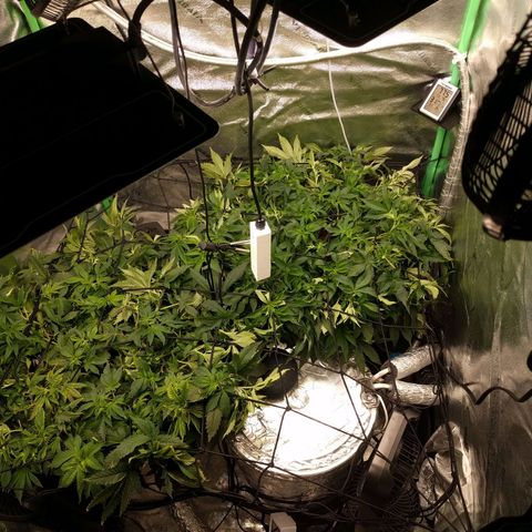 White Widow growlog photo: Trying to fill canopy